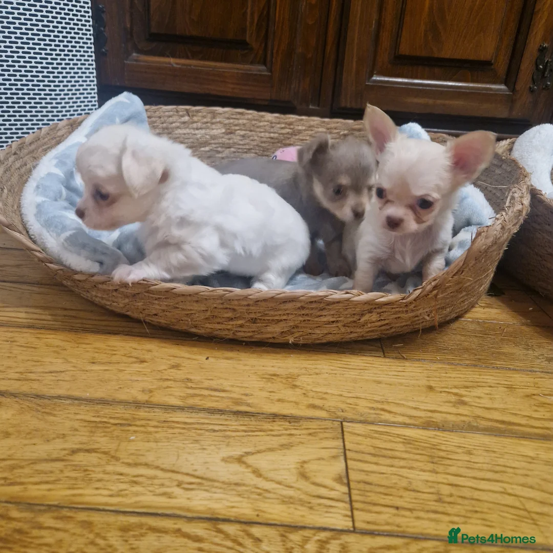 Chihuahua dogs for sale: Long coat chihuahua puppies - Advert 2