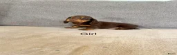 Dachshund dogs for sale: Stunning long hair mini dachshunds  - Advert 4