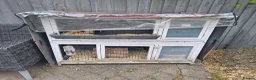 Guinea Pig rodents for sale: 2 Male guinea pig, FREE to good home  in Preston - Advert 6