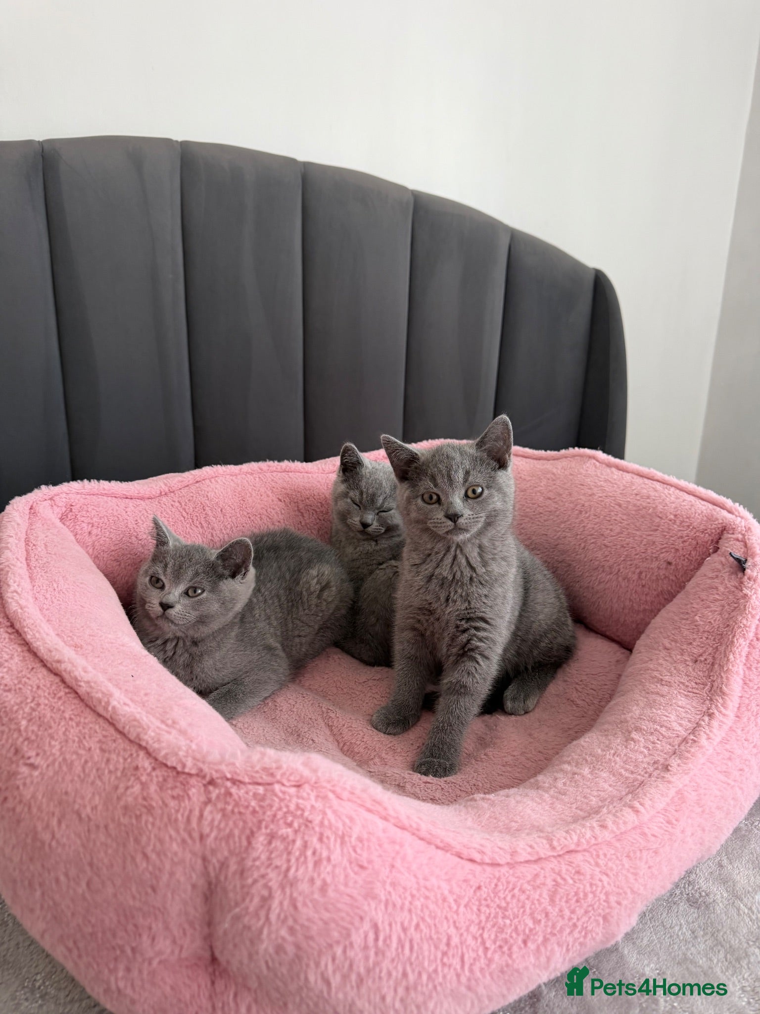 British Shorthair cats British shorthair kittens - Advert 2