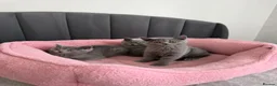 British Shorthair cats for sale: British shorthair kittens - Advert 3