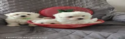 Maltese dogs for sale: Pure❤️ Maltese❤️puppies❤️  - Advert 1