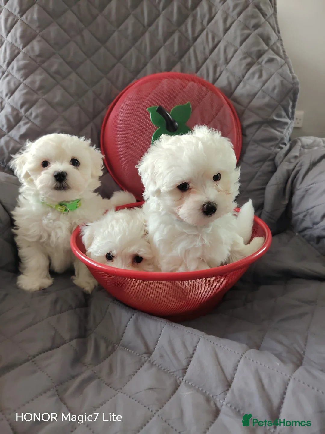Maltese dogs for sale: Pure❤️ Maltese❤️puppies❤️  - Advert 1