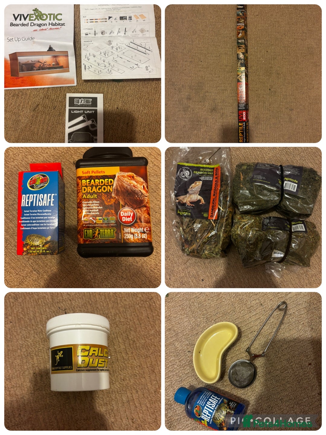 Bearded Dragon reptiles for sale: Complete bearded dragon / vivarium  - Image 16
