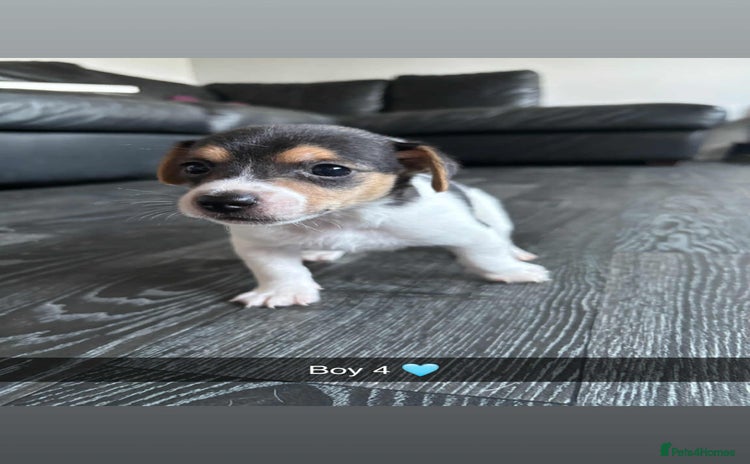 Jack Russell dogs - Advert 1
