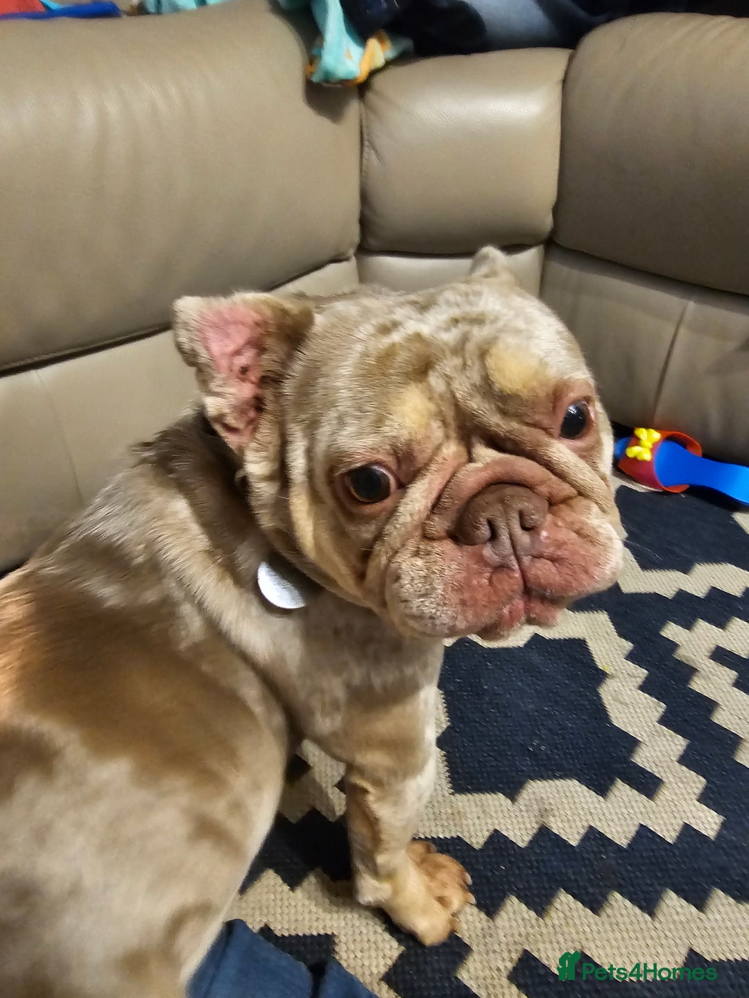 French Bulldog dogs for sale: Female 2 1/2 Yr old French bulldog - Advert 10