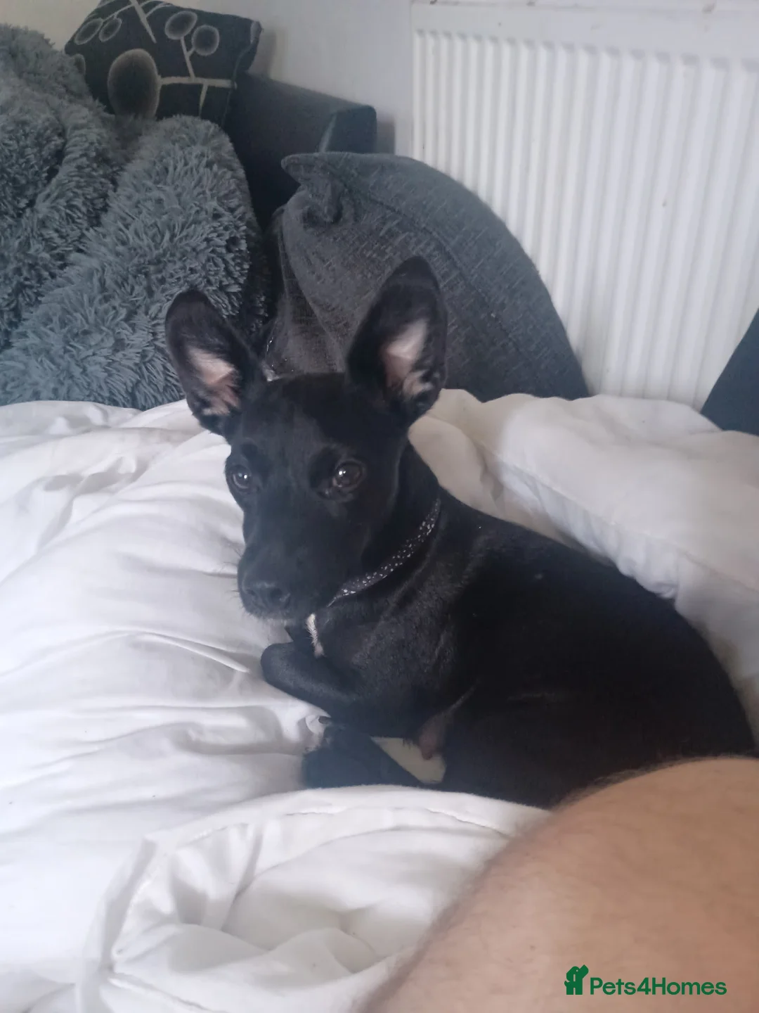 Mixed Breed dogs for sale: Prodominantly jack russell quater patterdale  - Advert 2