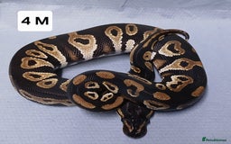 Python Snake reptiles for sale: Royal Python Morph Hatchlings  - Image 9