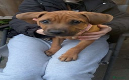 American Bull Staffy dogs for sale: 2 Pups left (first come first serve ) No messers - Image 12
