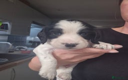 English Springer Spaniel dogs for sale: Adorable Springer Spaniel Puppies  - Image 4