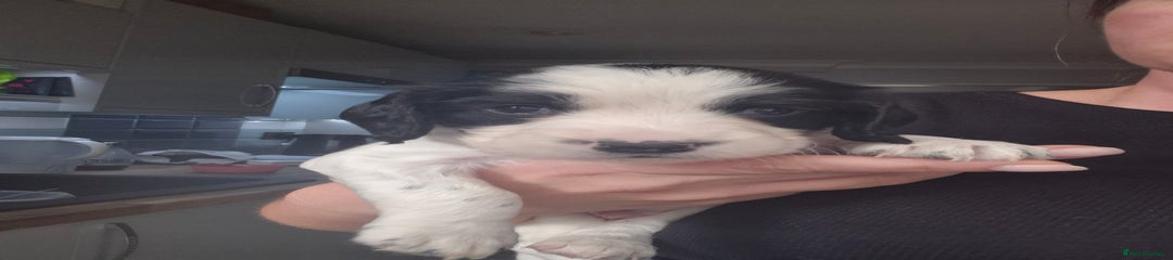 English Springer Spaniel Puppy 1