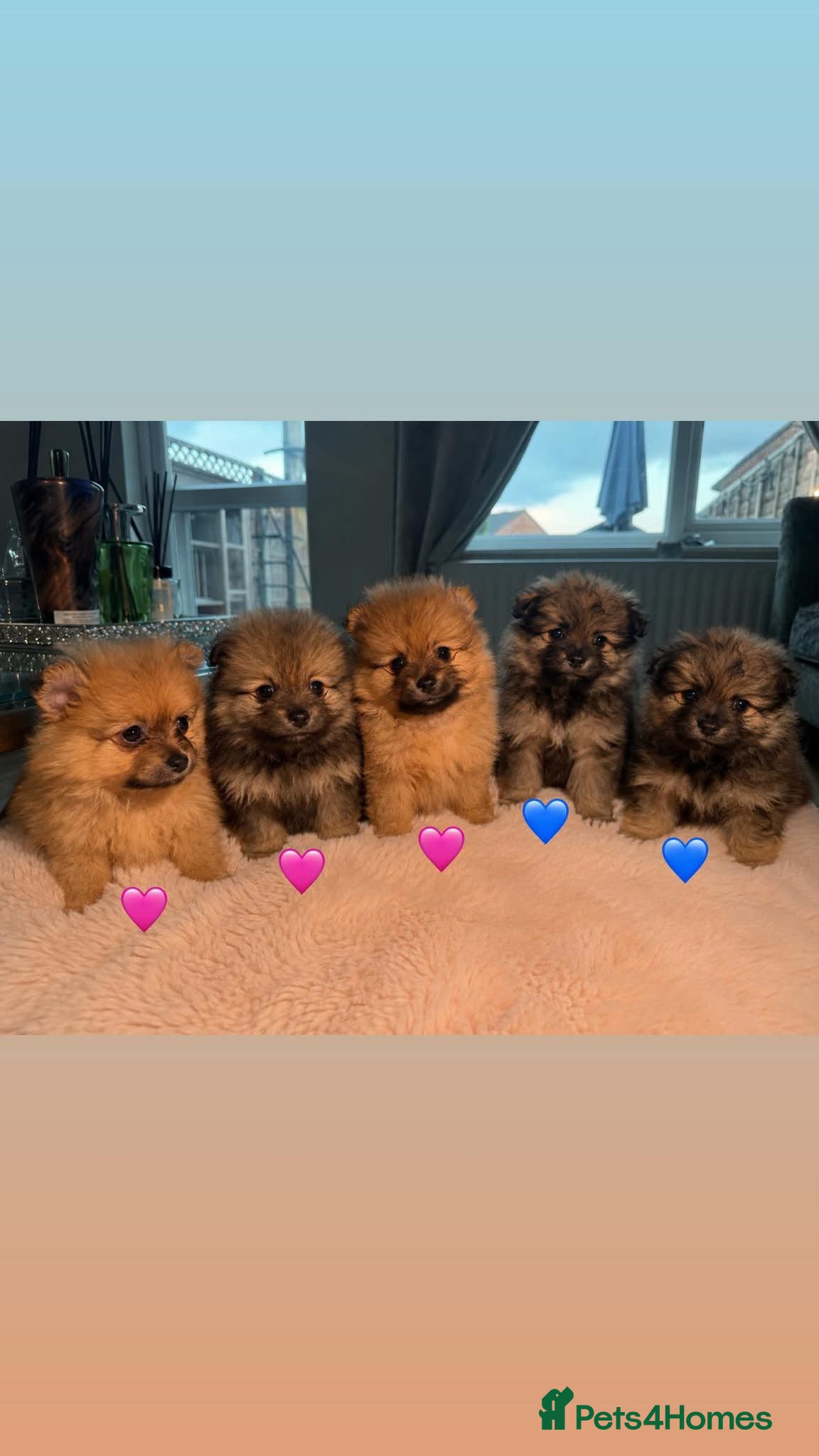 Pomeranian dogs READY IN 2 weeks 🐻Beautiful pomerian puppys 🐾 - Advert 4