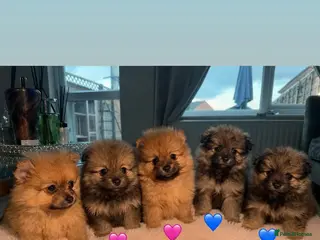 Pomeranian dogs READY IN 2 weeks 🐻Beautiful pomerian puppys 🐾 - Advert 1
