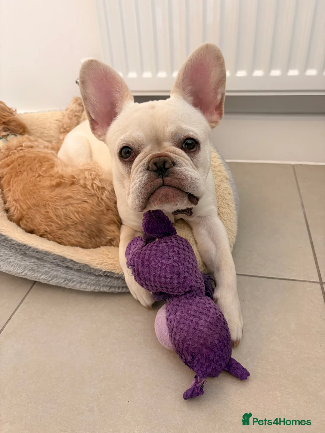 French Bulldog dogs for sale: French bulldog for sale - Advert 4