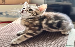 Mixed Breed cats for sale: Adorable bengal & tabby mix kittens - Image 1