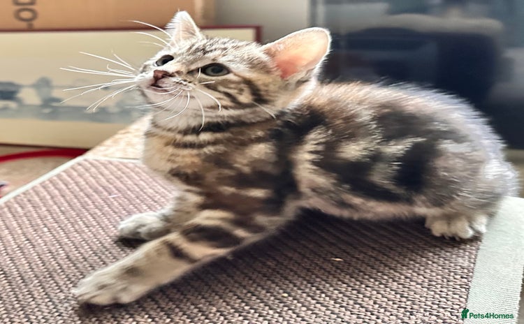 Mixed Breed cats - Advert 13