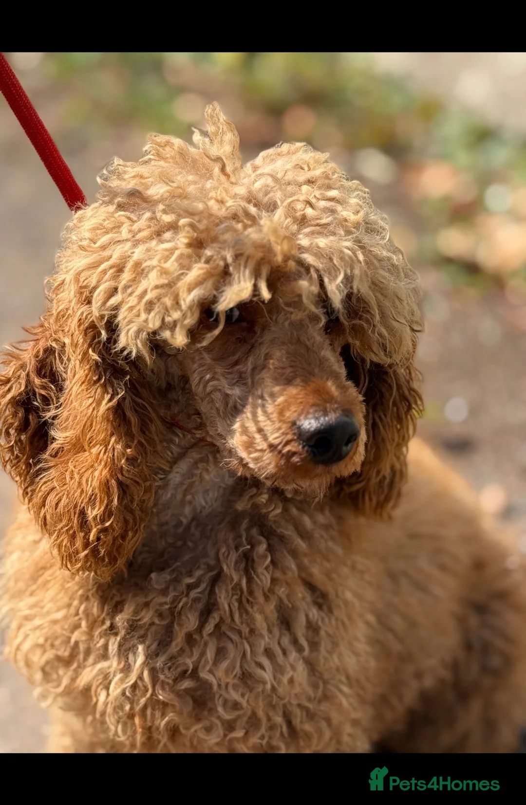 Cockapoo dogs for sale: F1 Cockapoo litter available  #DNA Health tested# - Advert 16