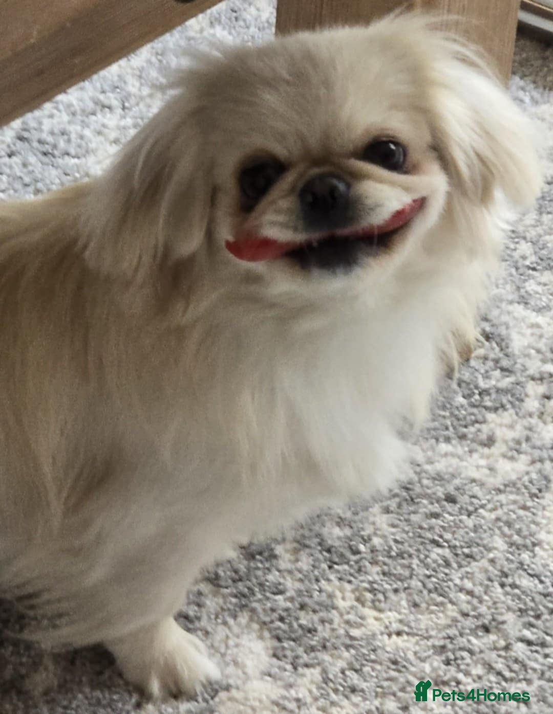 Pekingese dogs for sale: Beautiful White Female Pekingese – 2 Years Old - Advert 4