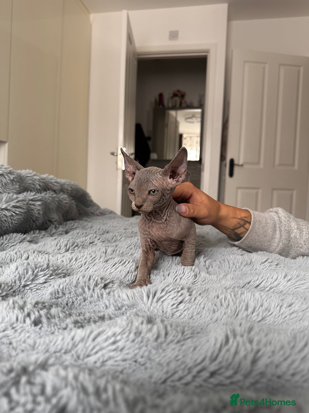 Sphynx cats for sale: Four 😍 SPHYNX kittens  - Image 16