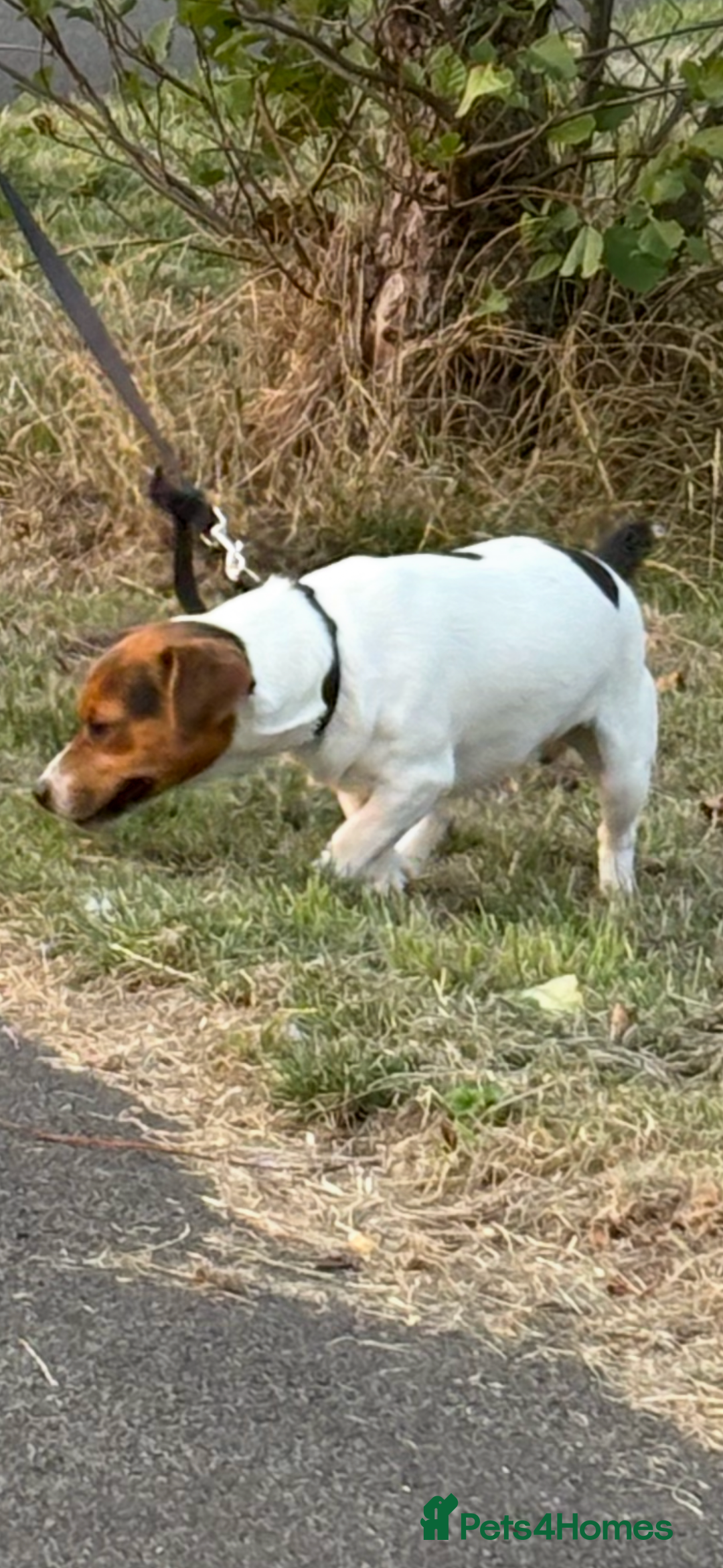 Jack Russell dogs for sale: Jack Russell puppies for sale - Advert 3