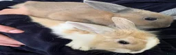 Mixed Breed rabbits for sale: Lovely rabbits looking for a new home 🐰❤️ - Advert 8