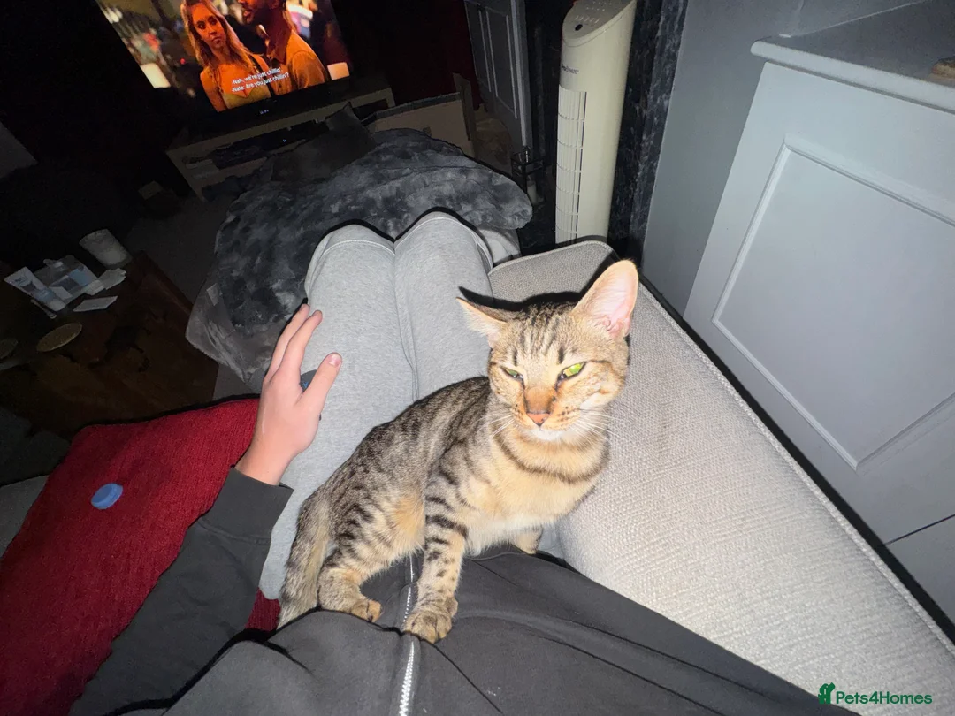 British Shorthair cats for sale: 1x British Shorthair| 2x Bengal Cats  - Advert 2
