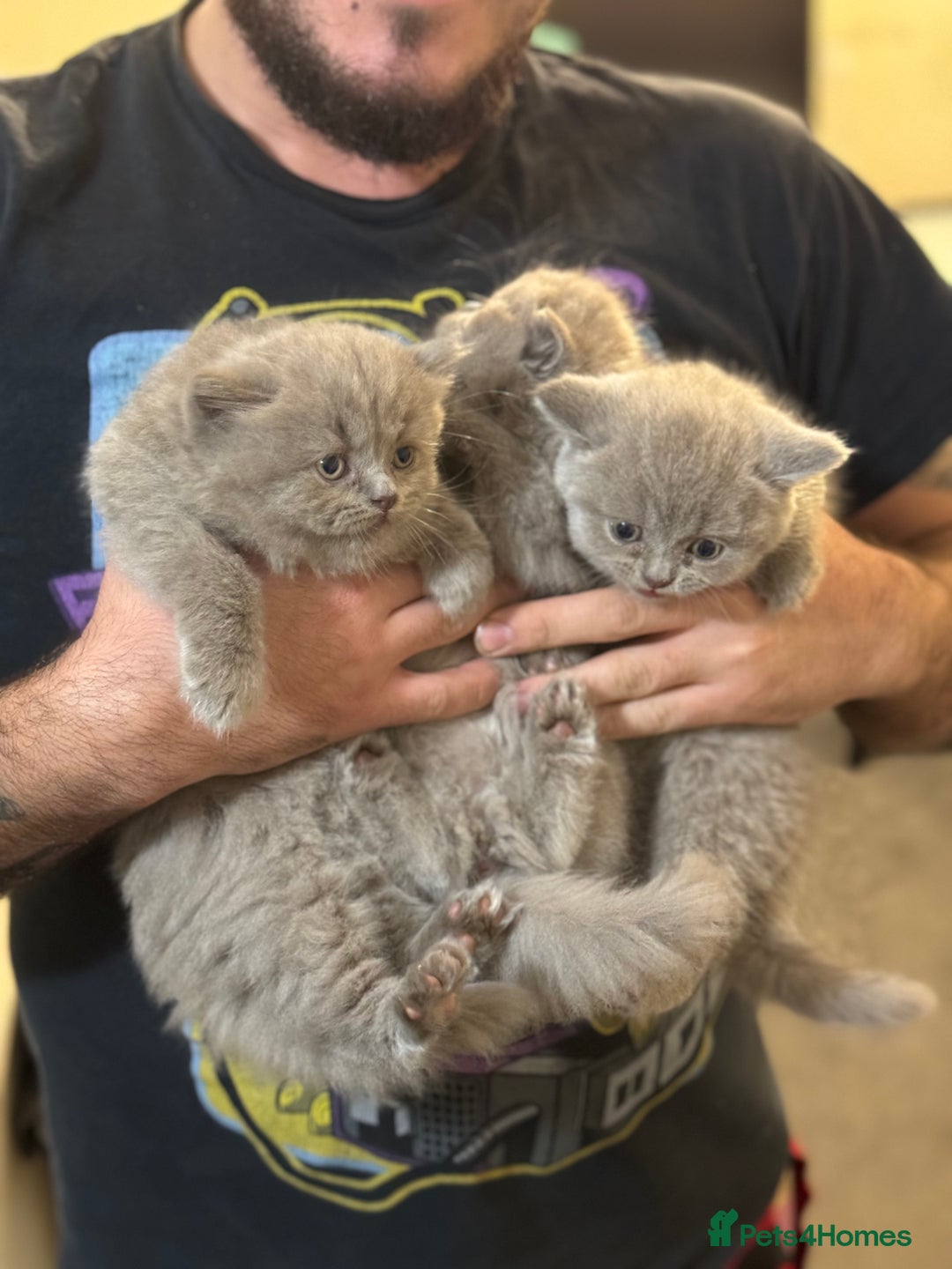 British Shorthair cats for sale: British shorthair blue and lilac  - Image 4