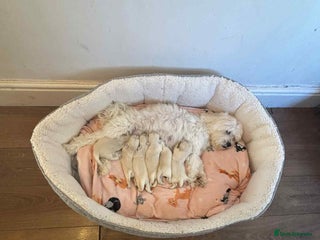 Bichon Frise dogs - Advert 1