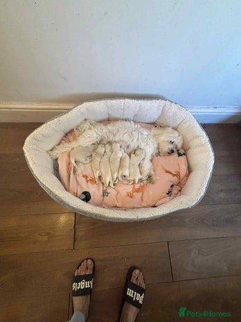Bichon Frise dogs - Advert 2