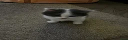 Mixed Breed cats for sale: Adorable fluffy kittens  - Advert 8