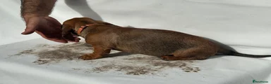 Dachshund Puppy 1