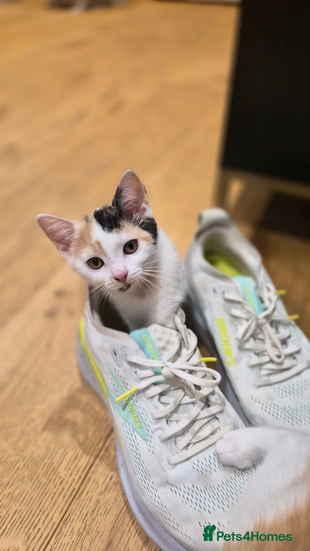 Mixed Breed cats for sale: Beautiful kittens for sale - Advert 2