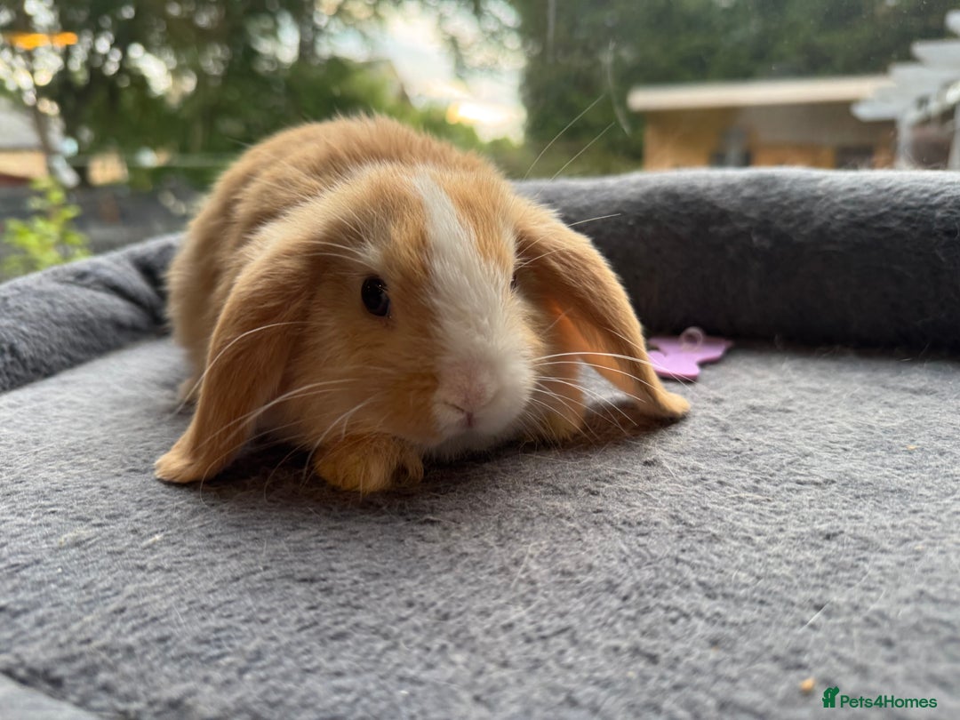 Mini Lop rabbits for sale: Mini Lop Bunnies (3 Girls Ready now) More 15th Aug - Image 4