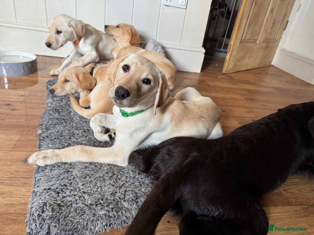 Labrador Retriever dogs for sale: Labrador Retriever (Yellow) - Image 3