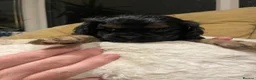 Mixed Breed dogs for sale: American cockalier  in Mansfield - Advert 4