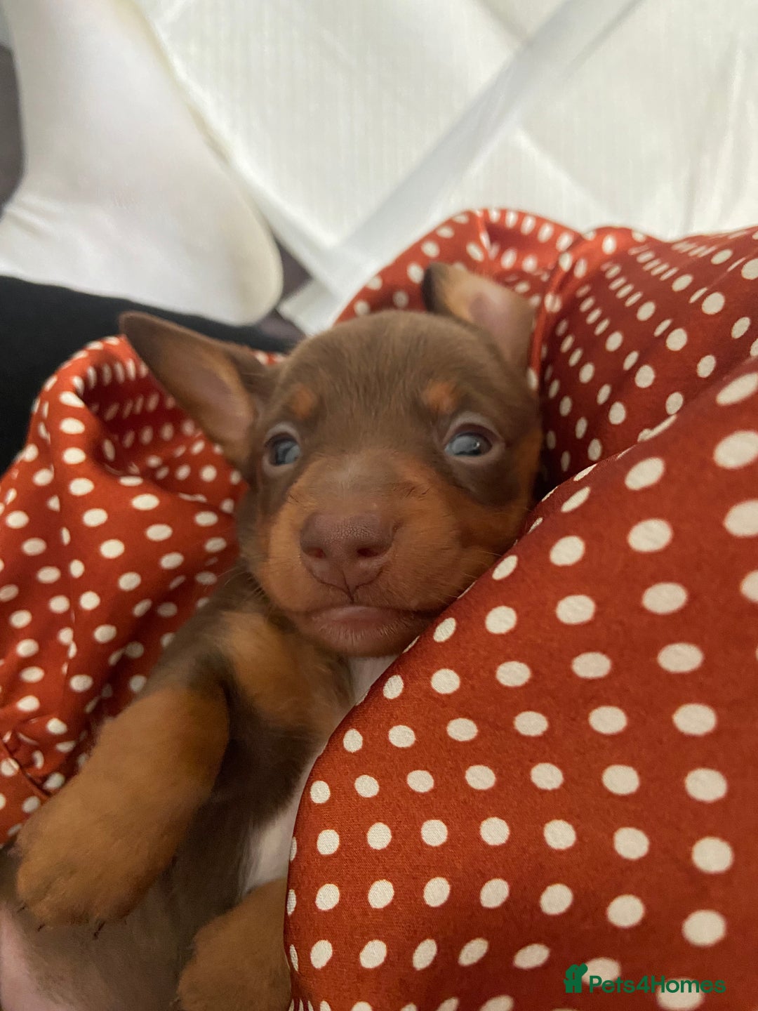 Miniature Dachshund dogs for sale: Dolly mixture dapple/piebald  - Image 16