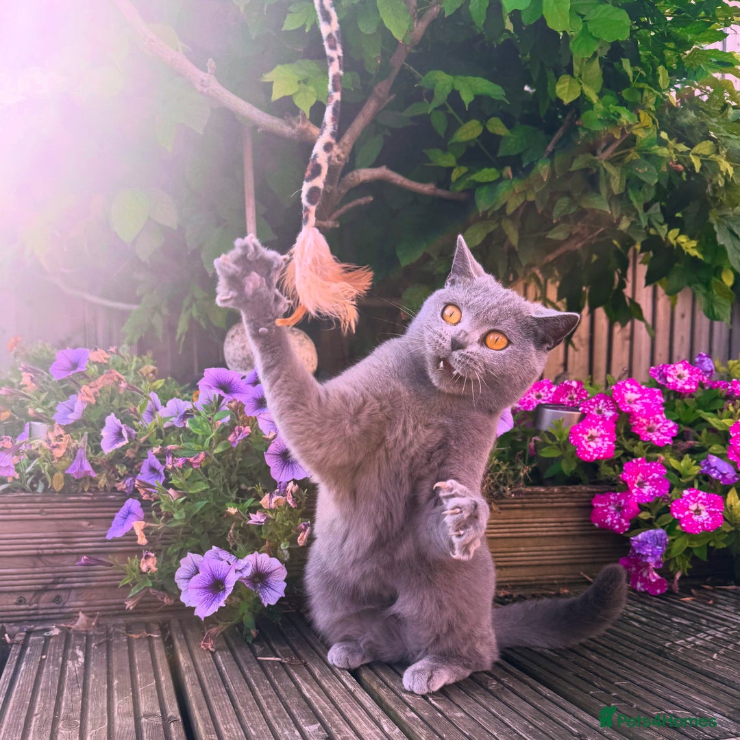 British Shorthair cats for sale: Willow – Beautiful Blue British Shorthair - Image 1