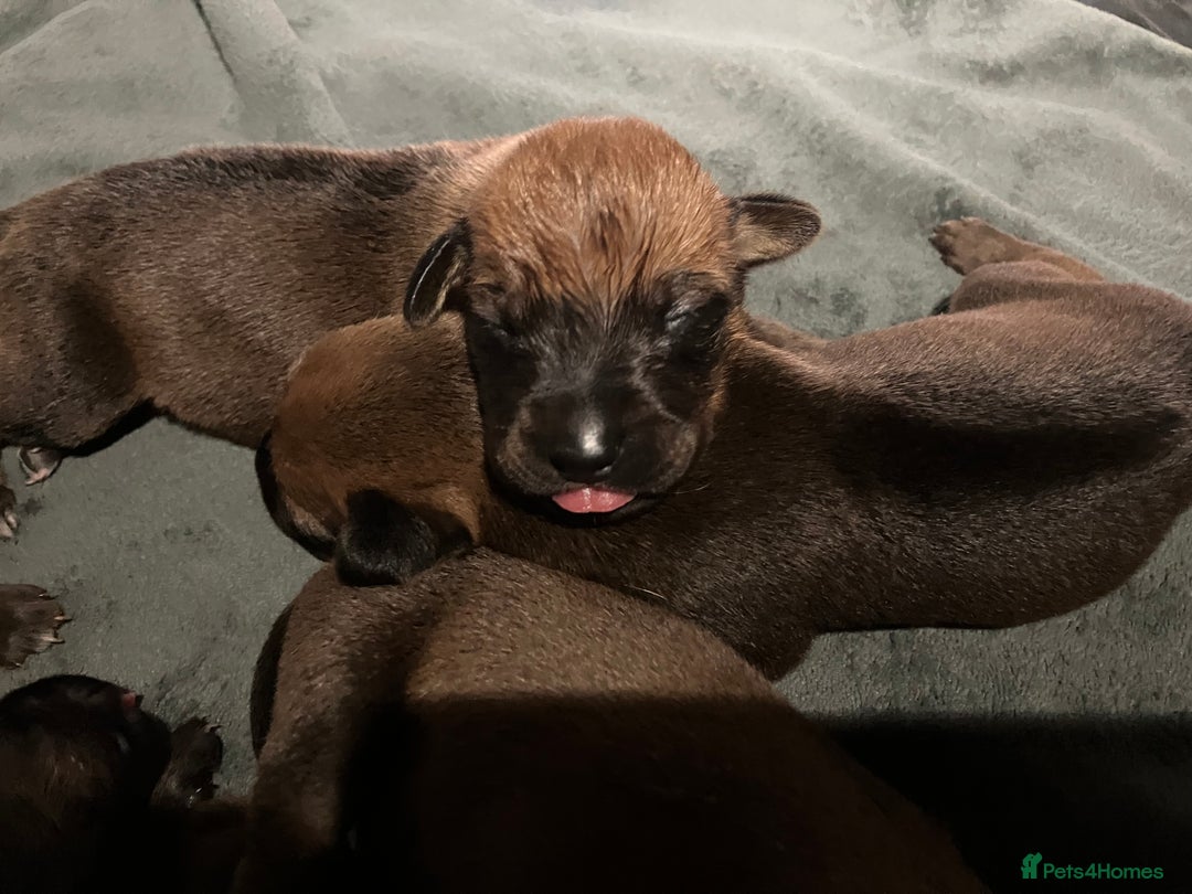 Rhodesian Ridgeback dogs for sale: * CUTENESS ALERT * READY END OF JANUARY - Advert 23