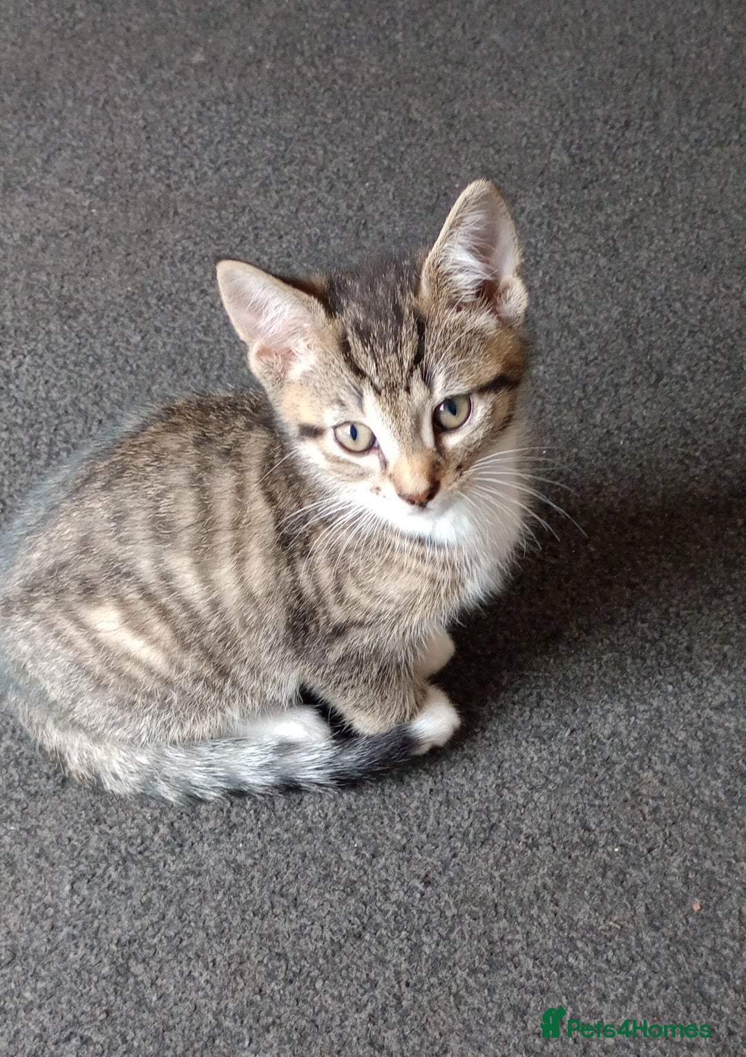 Mixed Breed cats for sale: 3 ADORABLE STRIPEY FURBALLS  - Image 16