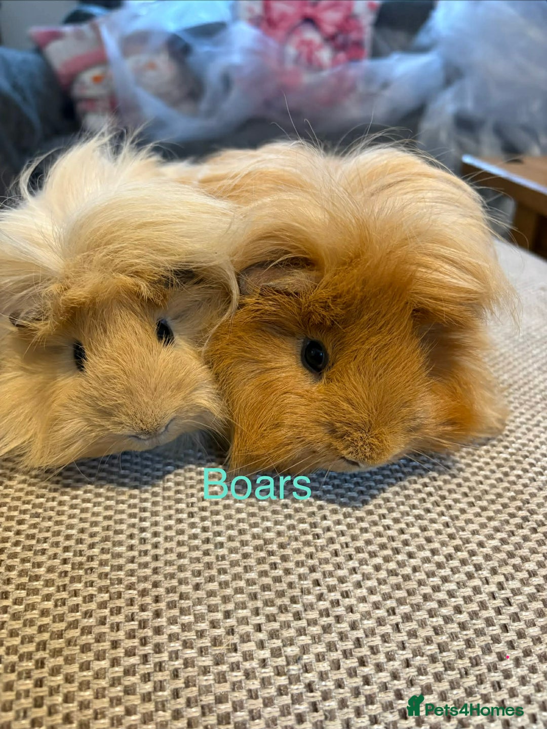 Guinea Pig rodents for sale: Adult and baby guinea pigs - Advert 9