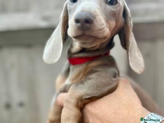 Dachshund dogs 🏡🐾 Isabella Dachshund Puppies - Ready Now 🐾🏡 - Advert 17