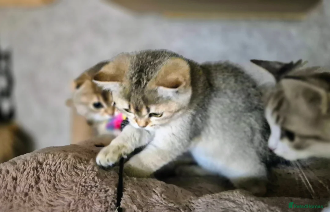 Scottish Fold cats for sale: 2 Scottish Fold available   - Advert 2