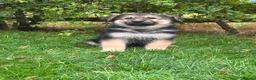 German Shepherd dogs for sale: Pedigree German shepherd puppies  in Ashford - Advert 9
