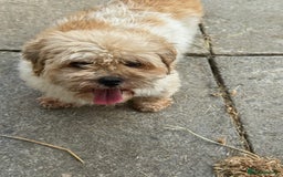 Mixed Breed dogs for sale: 🐾 Fluffy & Friendly! Teddy Bear puppies 🐾 - Image 8