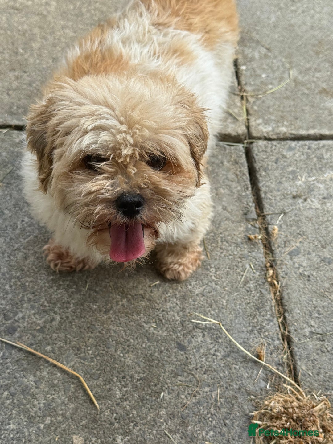 Mixed Breed dogs for sale: 🐾 Fluffy & Friendly! Teddy Bear puppies 🐾 - Image 8