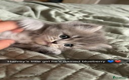 Perdoll cats for sale: Perfect purdollz  - Image 4