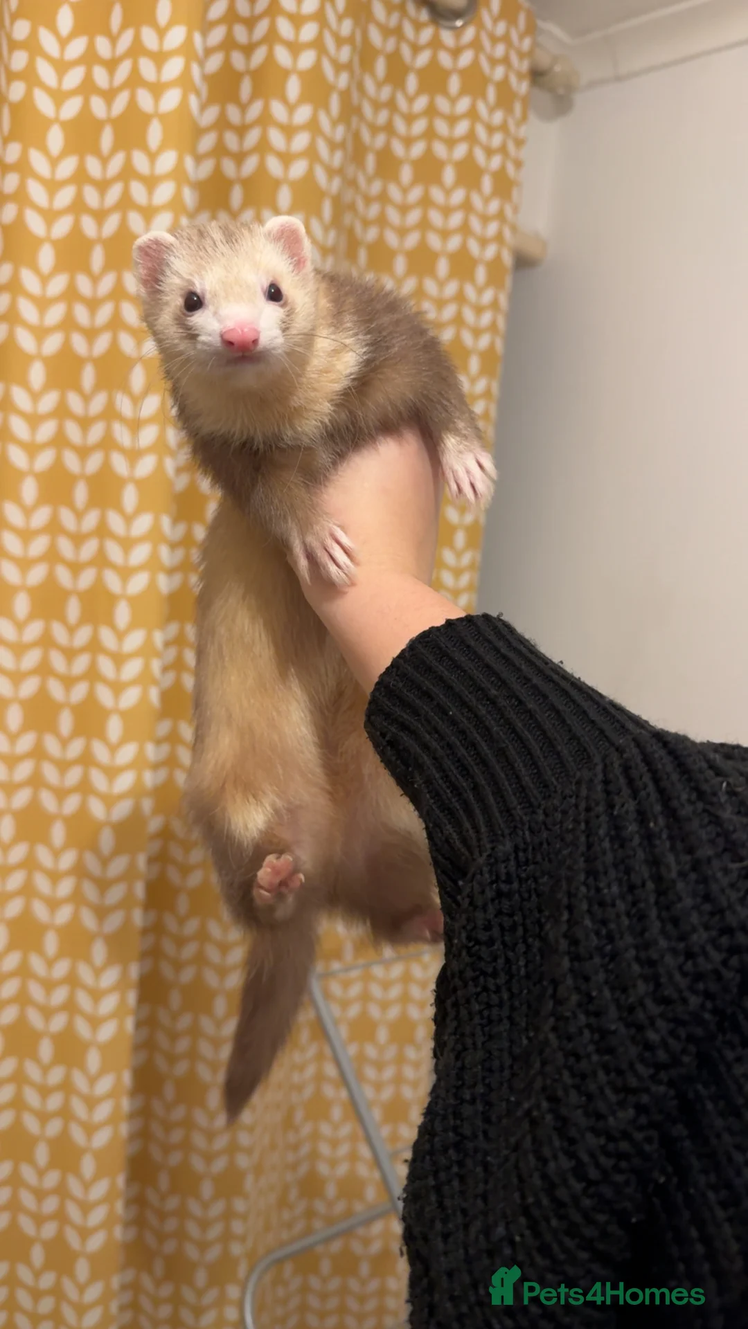 Ferret rodents for sale: 3 brother ferrets - Advert 1