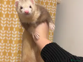 Ferret rodents 3 brother ferrets - Advert 15