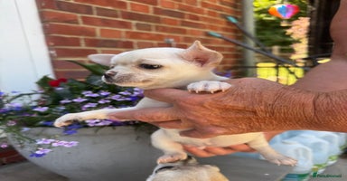 Chihuahua dogs - Advert 9