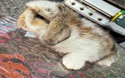 Mini Lop rabbits for sale: Agouti Butterfly Buck  - Image 4